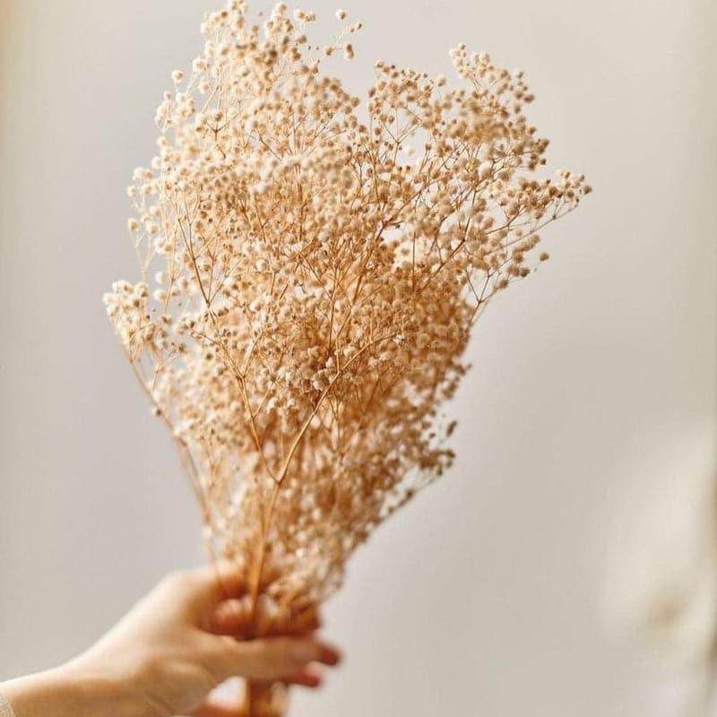 Naturally Dried Gypsophila Baby Breath