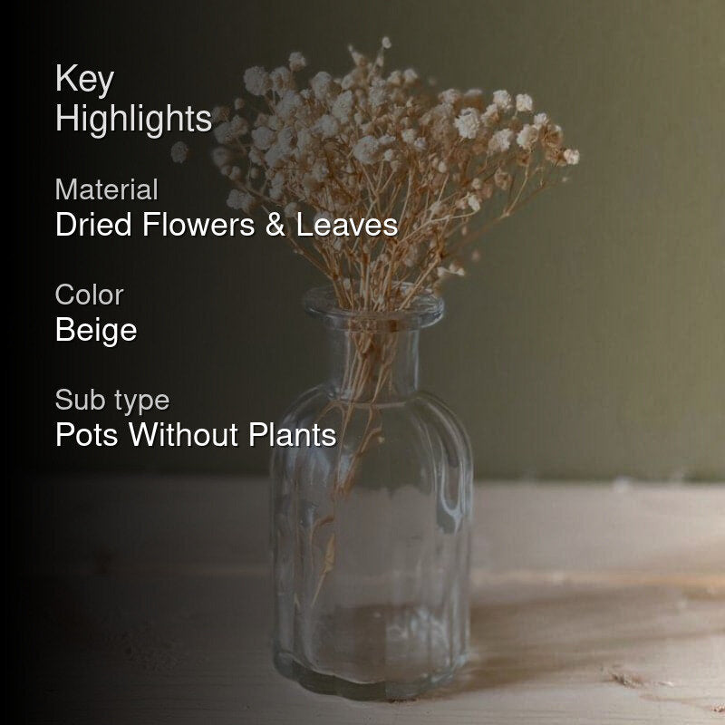 Naturally Dried Gypsophila Baby Breath
